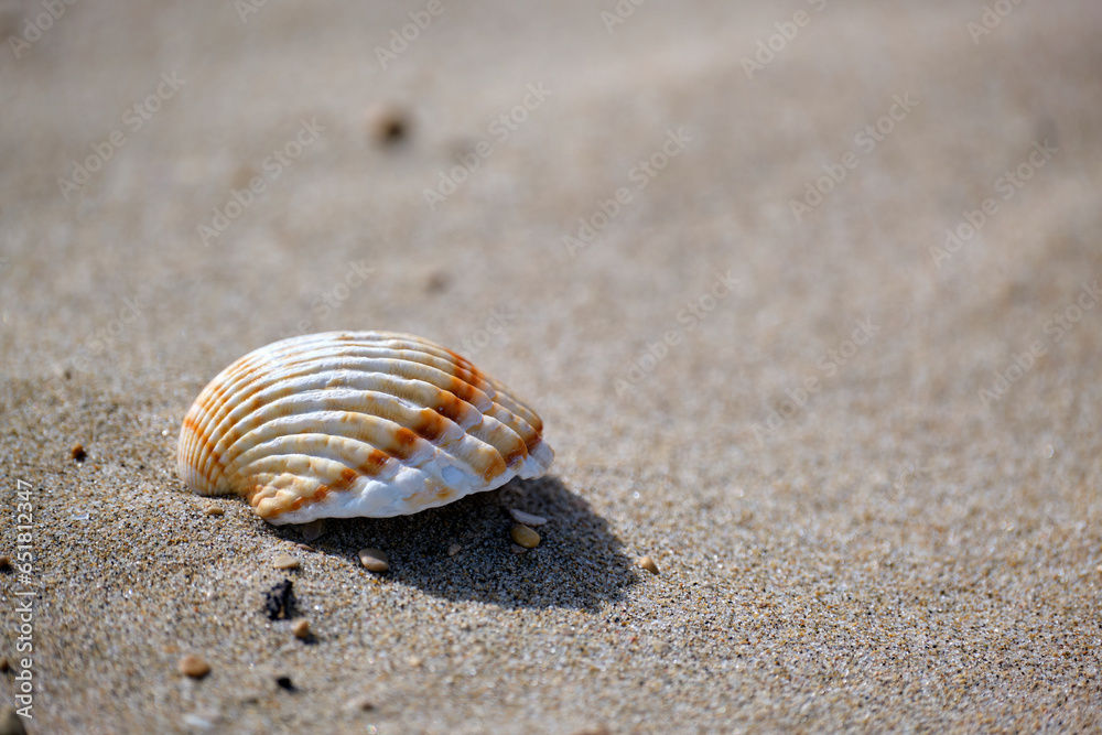 Macro detail of a single clam on the beach. Macro detail of a single clam on the beach.