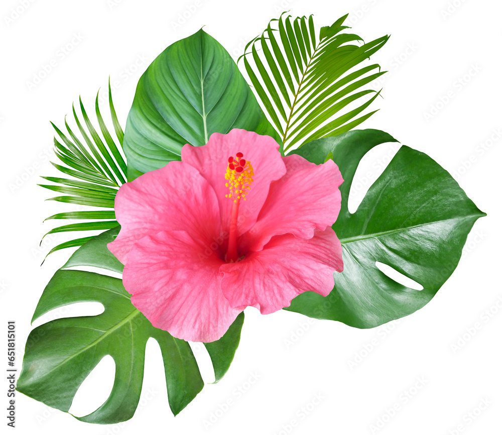 Pink Hibiscus flowers and monstera leaves in a tropical arrangement isolated on transparent background - obrazy, fototapety, plakaty 