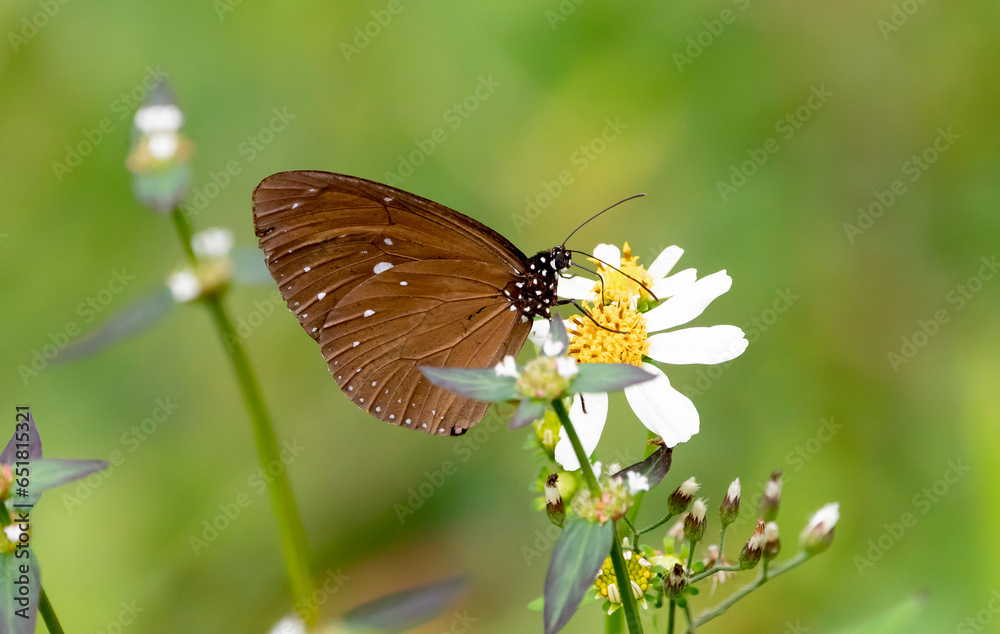 Euploea midamus,  colorful butterfly drinks nectar from a flower on a blurred natural background