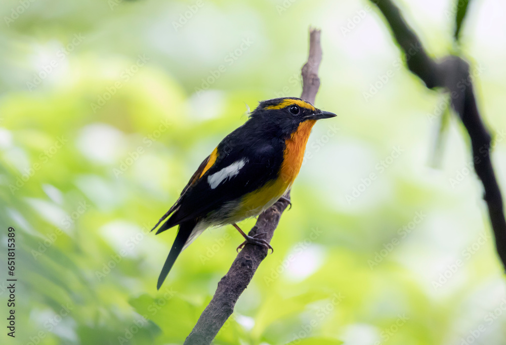narcissus flycatcher bird sitting on a branch on a blurred natural background, Ficedula narcissina narcissus flycatcher bird sitting on a branch on a blurred natural background, Ficedula narcissina