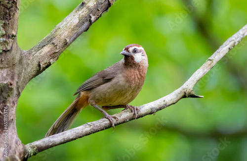 white-browed laughingthrush bird sitting on a branch on a blurred natural background, Pterorhinus sannio