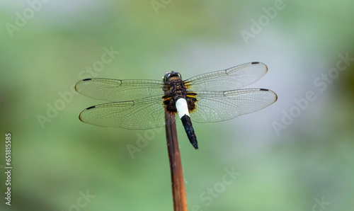 Black and white dragonfly sitting on a stem on a blurred natural background © KANSTANTSIN