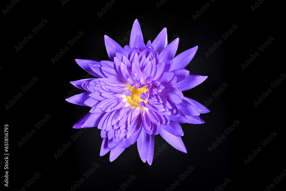 Close-up of beautiful purple water lily blooming in the pond on a black background