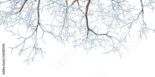Isolated branches of a snow tree on white background