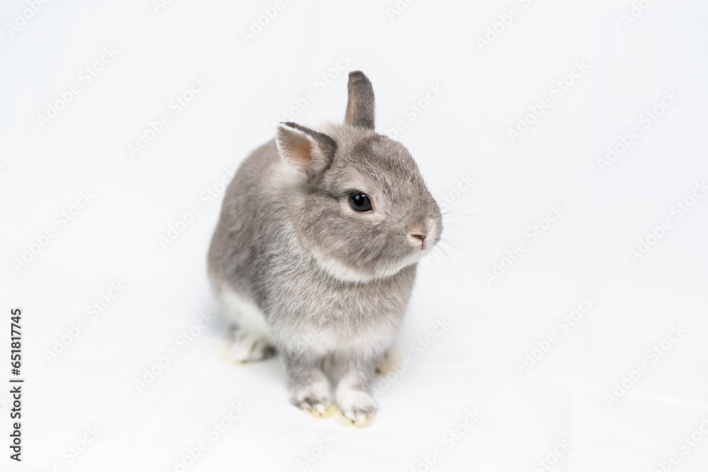 うさぎ うさぎ