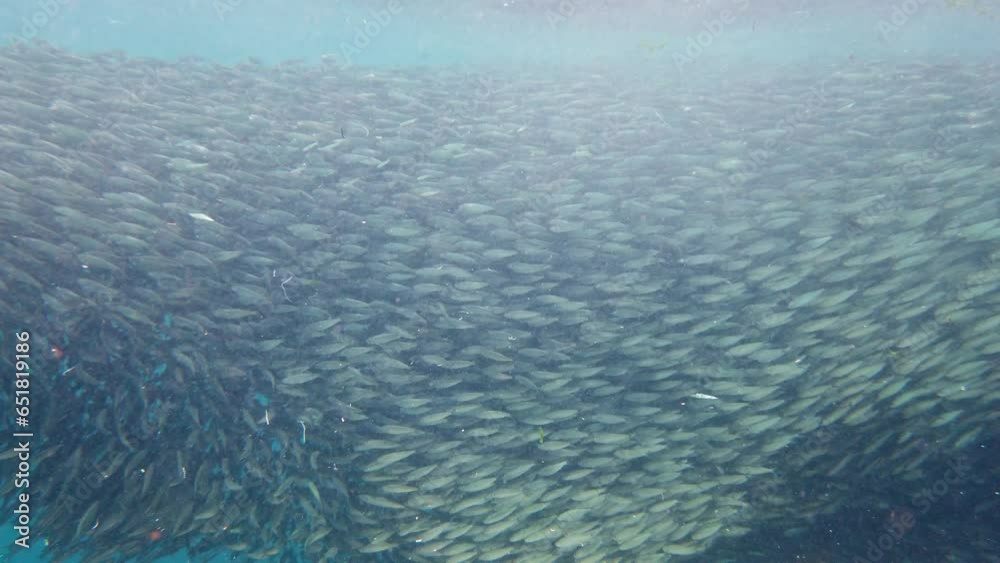 Shoals of sardines in the ocean. Tropical underwater landscape. Bohol, Philippines. Shoals of sardines in the ocean. Tropical underwater landscape. Bohol, Philippines.