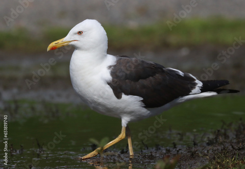 Lesser black-backed gull