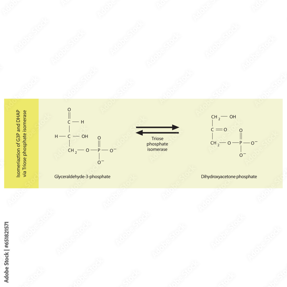 Isomeriaztion of glyceraldehyde-3-phosphate (G3P) and dihydroxyacetone phosphate (DHAP) via Triose phosphate isomerase, molecular skeletal formula diagram on on yellow background.