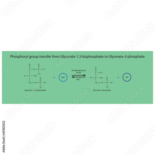 Phosphoryl group transfer from Glycerate-1,3-bisphosphate to Glycerate-3-phosphate via phoglycerate kinase, molecular skeletal formula diagram on on green background.