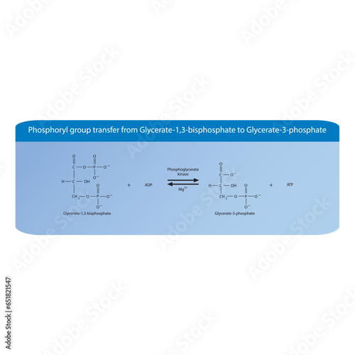 Phosphoryl group transfer from Glycerate-1,3-bisphosphate to Glycerate-3-phosphate via phoglycerate kinase, molecular skeletal formula diagram on on blue background.