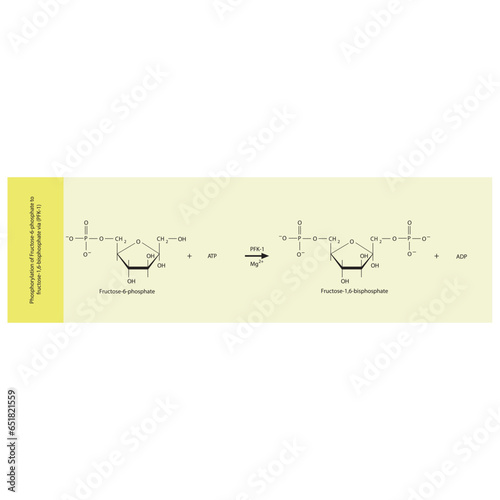 Phosphorylation of Fructose-6-phosphate to fructose-1,6-bisphosphate via Phosphofructokinase-1 (PFK-1) molecular skeletal formula diagram on on yellow background.
