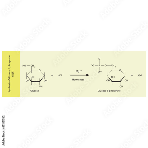 Synthesis of Glucose 6 phosphate (G6P) from glucose via Hexokinase diagram, molecular skeletal structure diagram on on yellow background.