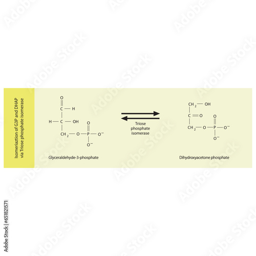 Isomeriaztion of glyceraldehyde-3-phosphate (G3P) and dihydroxyacetone phosphate (DHAP) via Triose phosphate isomerase, molecular skeletal formula diagram on on yellow background.