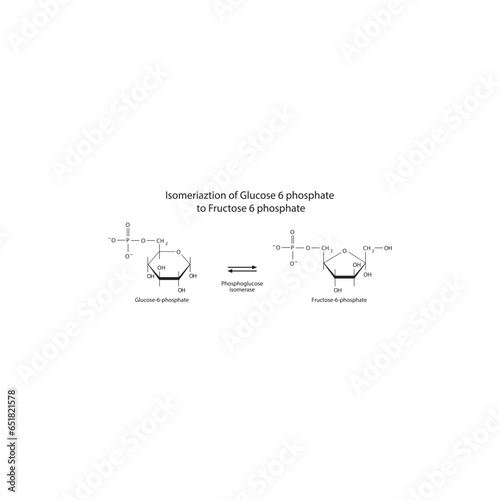 Isomeriaztion of Glucose 6 phosphate to Fructose 6 phosphate via phosphoglucose isomerase, molecular skeletal formula diagram on on white background.