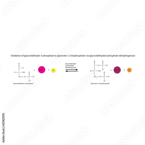 Oxidation of glyceraldehyde-3-phosphate to glycerate-1,3-bisphosphate via glyceraldehyde3-phosphate dehydrogenase, molecular skeletal formula diagram on on white background.