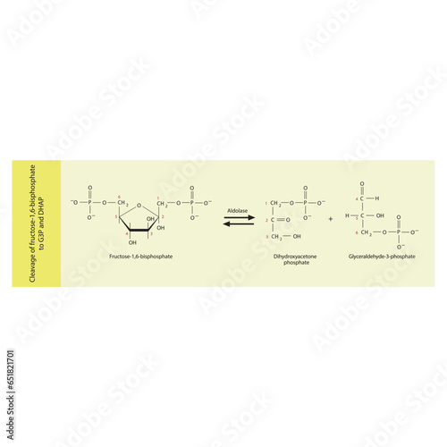 Cleavage of fructose-1,6-bisphosphate to glyceraldehyde-3-phosphate (G-3-P) and dihydroxyacetone phosphate (DHAP) molecular skeletal formula diagram on on yellow background.