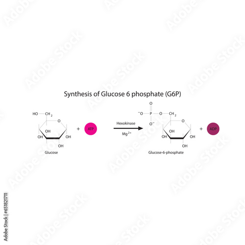 Synthesis of Glucose 6 phosphate (G6P) from glucose via Hexokinase diagram, molecular skeletal structure diagram on on white background.