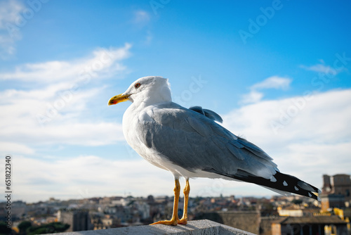 Feral dove on the roof of the building with view on Rome, Italy