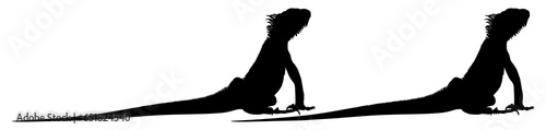Silhouette of Iguana Reptiles (a genus of herbivorous lizards that are native to tropical areas of Mexico, Central America, South America, and the Caribbean). Format PNG