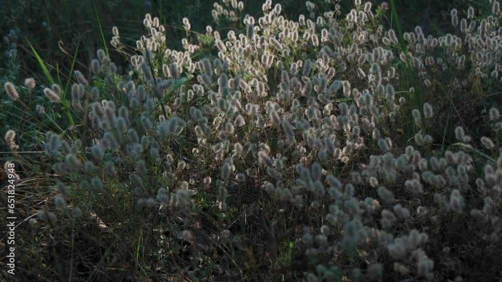 Beautiful grass shines in the rays of the sunset sun. Solnaya rays illuminate the plants. In nature, in the forest. Beautiful grass shines in the rays of the sunset sun. Solnaya rays illuminate the plants. In nature, in the forest.