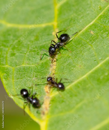 Aphid ants on a green leaf of a tree. Macro © schankz