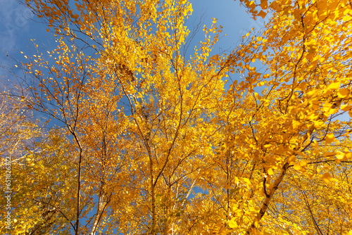 Golden leaves on a birch in autumn