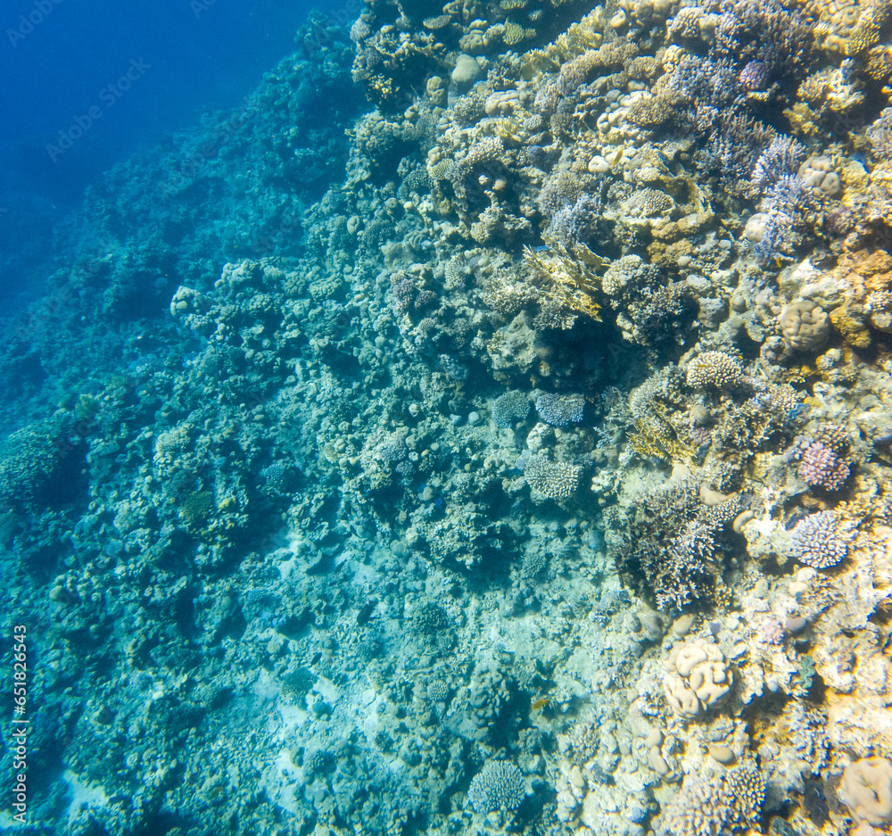 Fototapeta premium Coral reef under sea water.