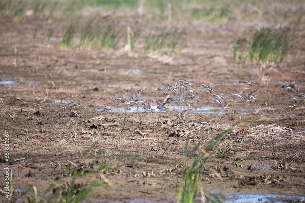 Obraz premium Pectoral Sandpipers Foraging