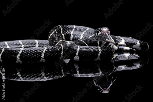 Black and white snake on a black background