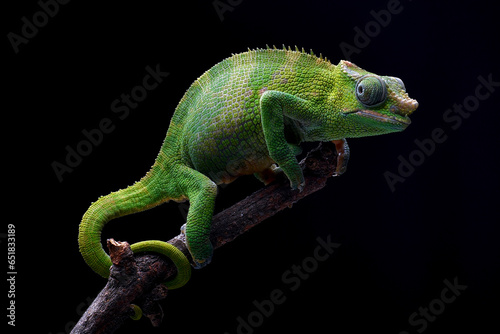 A chameleon on a tree branch with a dark background
