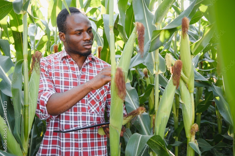 A man standing in a field of corn, on an organic farm. A man standing in a field of corn, on an organic farm.