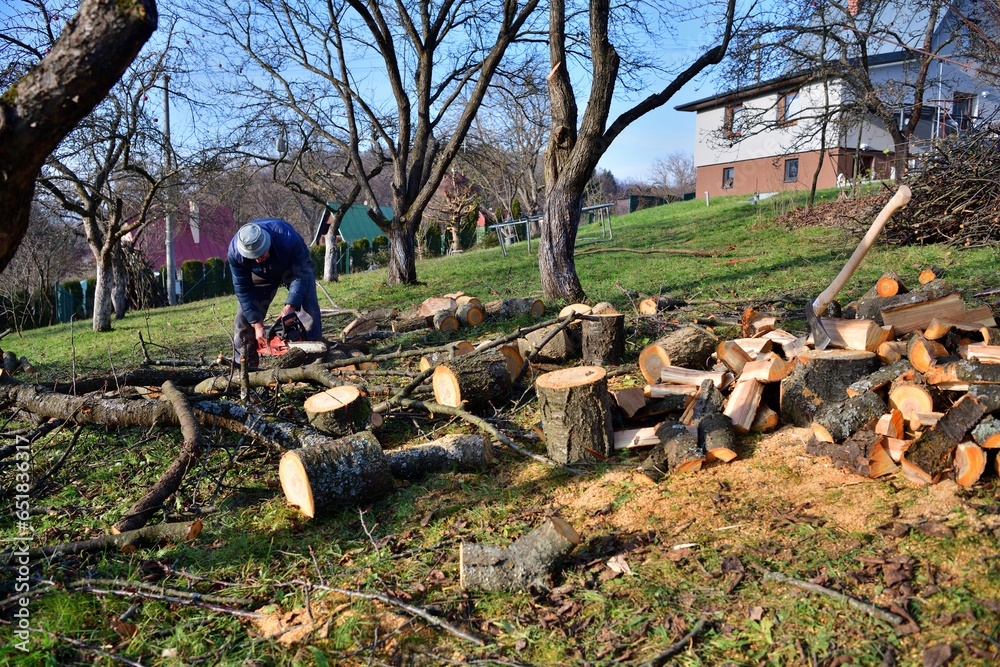 The traditional way of sawing a tree with a chainsaw