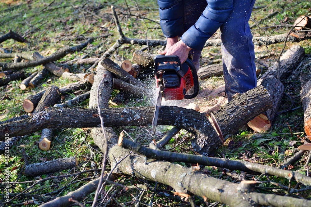 The gardener cleans the orchard of fallen branches and pruned trees in autumn