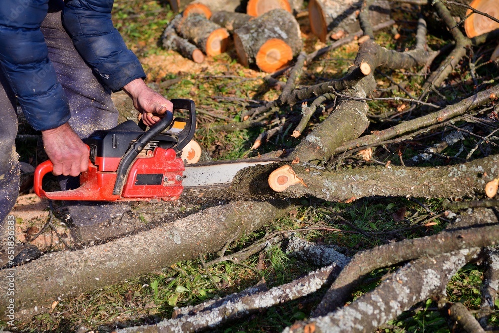The traditional way of sawing a tree with a chainsaw