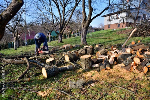 Obraz na płótnie The traditional way of sawing a tree with a chainsaw w salonie