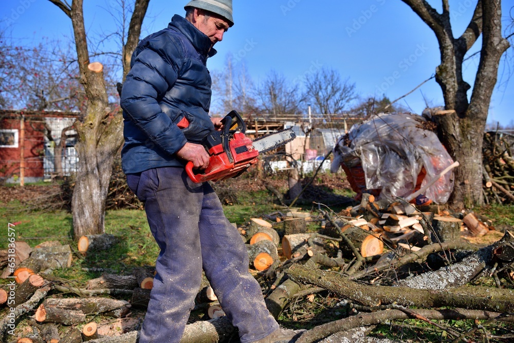 A gardener saws branches in an orchard in autumn with a chainsaw