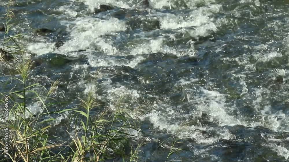 川の流れと雑草 川の流れと雑草
