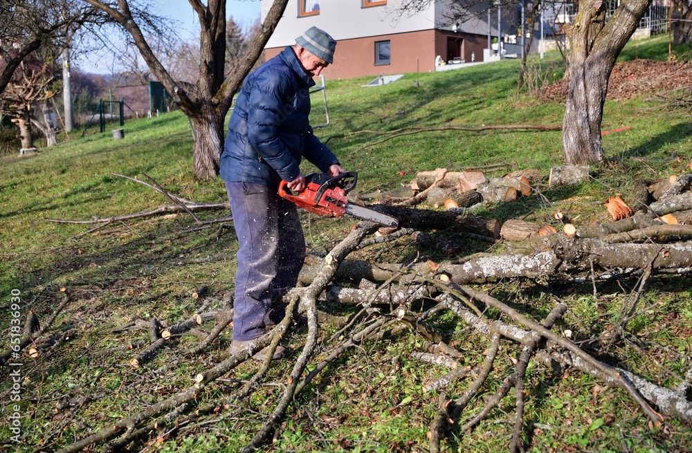 A gardener saws branches in an orchard in autumn with a chainsaw