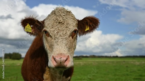 Cow looking intensely at the camera. Turning back and forth. 4k resolution
