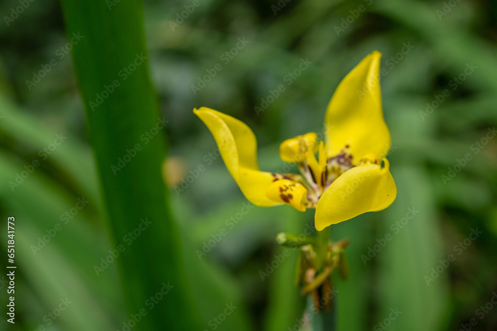 Trimezia steyermarkii wild yellow flower on the national ggarden. The photo is suitable to use for botanical content media and flowers nature photo background. Trimezia steyermarkii wild yellow flower on the national ggarden. The photo is suitable to use for botanical content media and flowers nature photo background.