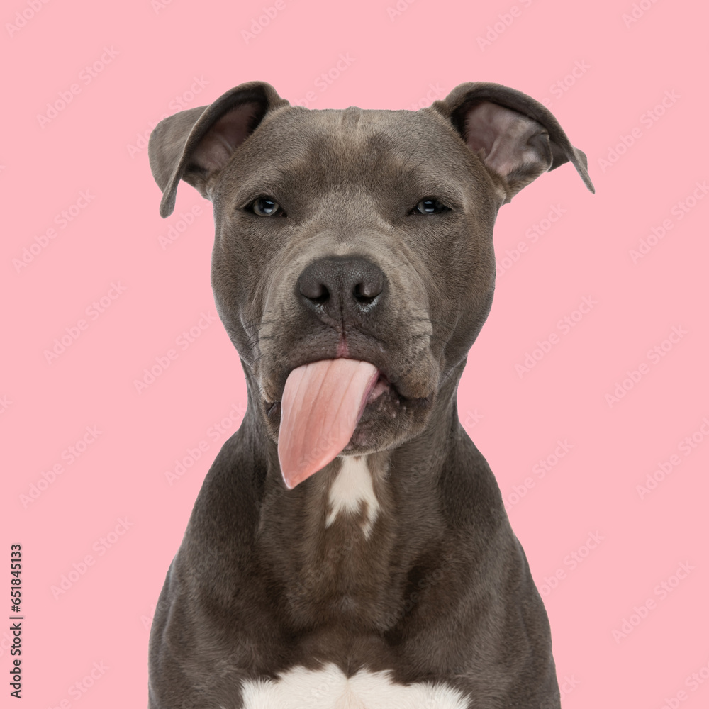 beautiful amstaff dog sticking out tongue and panting while sitting