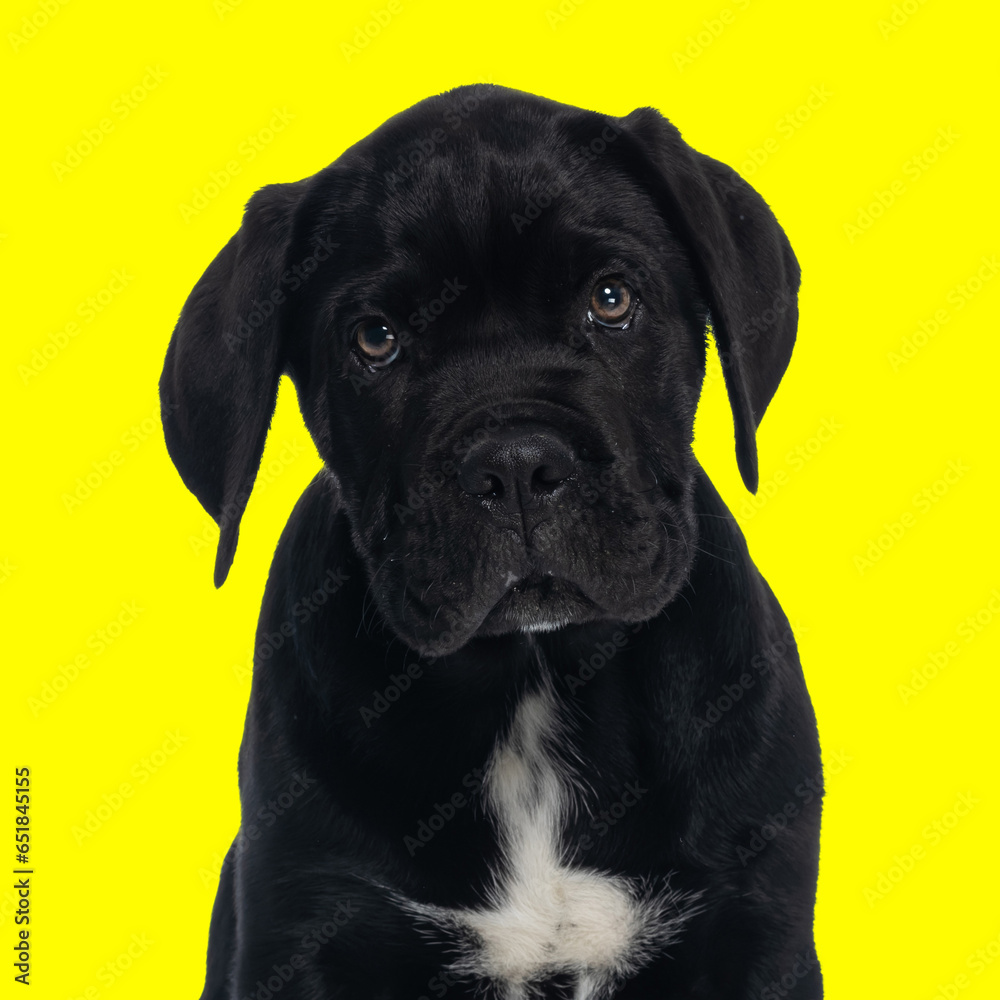 beautiful small cane corso puppy looking up and sitting