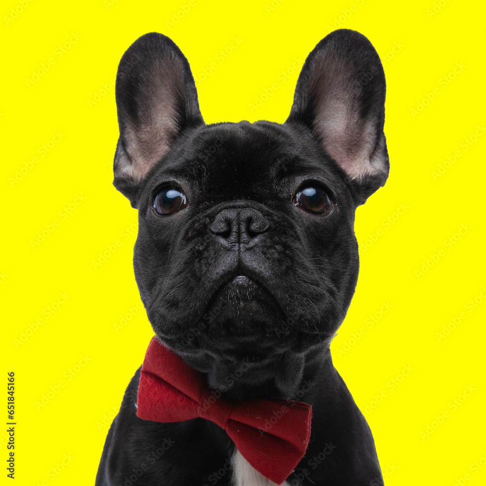 lovely little french bulldog with red bowtie looking up and being curious
