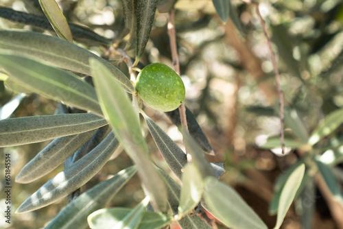 A single green olive grow on the branch olive tree, close-up. Olive background for publication, design, poster, calendar, post, screensaver, wallpaper, banner, cover. High quality photo