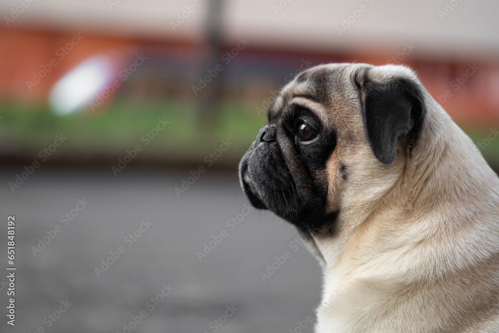 Obraz premium close-up portrait of a pug dog's face on the street