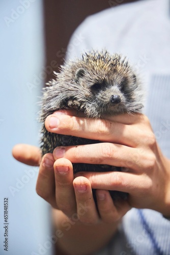 A small hedgehog in children's hands. Tamed wild animals.
