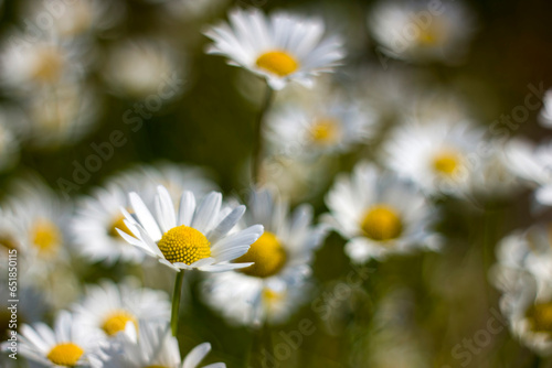 Ox-eye Daisy  Leucanthemum vulgare  in garden