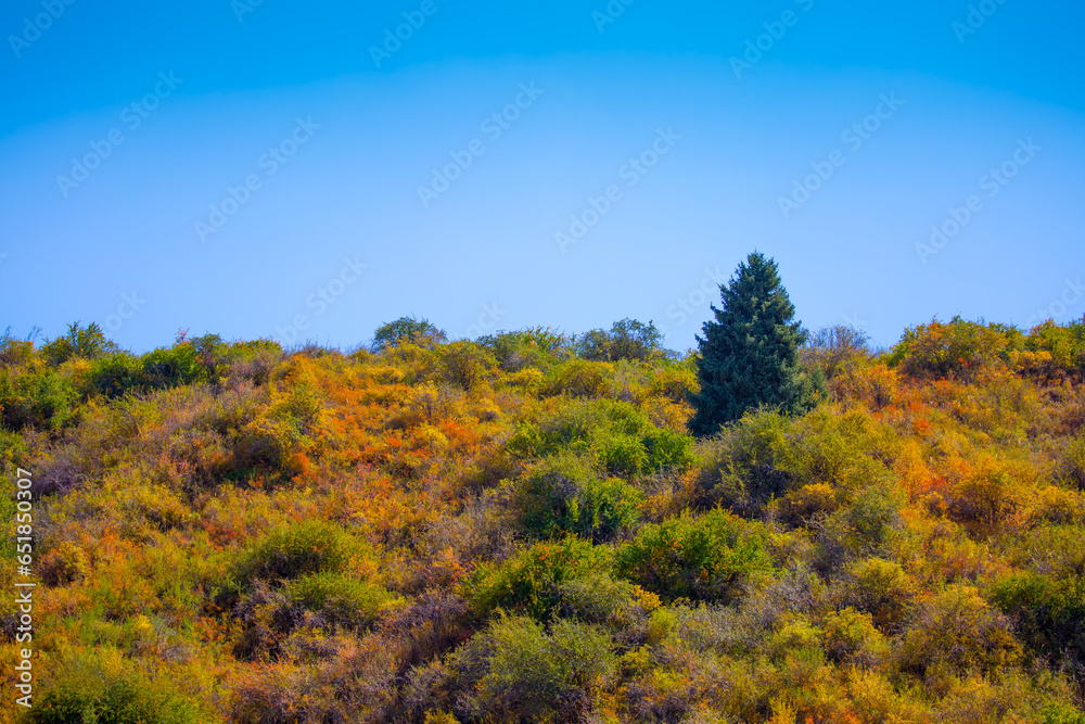 Red and yellow leaves of trees in the autumn forest on a blurred background. Autumn nature. Beautiful autumn landscape with place for text.