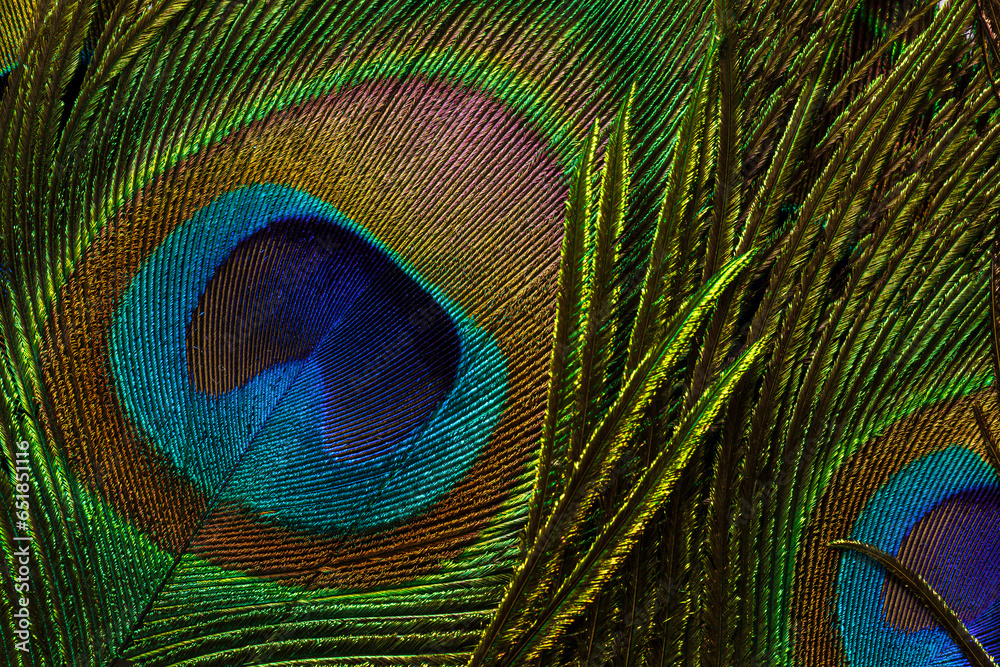 Naklejka premium macro peacock feather,macro peacock feathers,Peacock feathers close-up