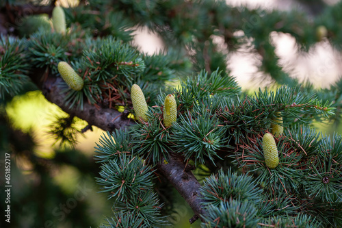 Branch of an Atlas cedar with needles and cones.(Cedrus atlantica )